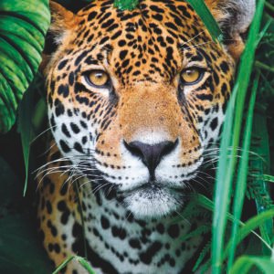 Clementoni dėlionė „Leopardas džiunglėse“, 500 detalių