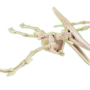 Clementoni Science & Play Archeo Fun Pteranodon edukacinis rinkinys