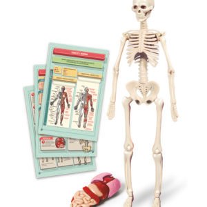 Clementoni Science & Play The Human Body Mini Set edukacinis rinkinys