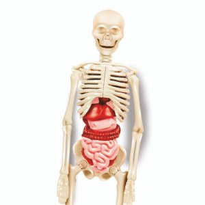 Clementoni Science & Play The Human Body Mini Set edukacinis rinkinys